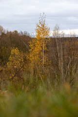 Fototapeta premium dreary nature in cloudy autumn weather and a lonely birch tree