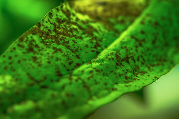 Close-up of a vibrant Microsorum leaf in an aquarium