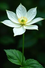 Obraz premium Large white clematis flower bud with long stem, petal, bloom, nature