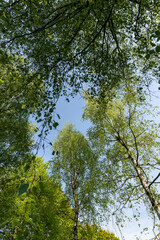 green new foliage of deciduous trees in sunny weather