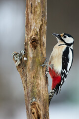 Closeup view of great spotted woodpecker (Dendrocopos major) on a branch