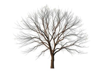 Obraz premium Lone deciduous tree, stark branches against pure white, white background, clean