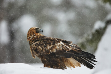 Golden eagle (Aquila chrysaetos) looking around in deep snow during winter time. Snowing in the...