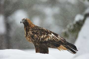 Golden eagle (Aquila chrysaetos) looking around in deep snow during winter time. Snowing in the background.