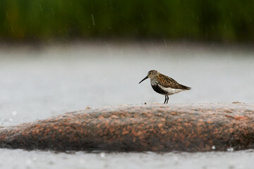 Dunlin (Calidris alpina) standing on the rock during rain.