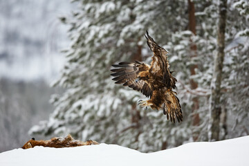 Golden eagle (Aquila chrysaetos) in flight will be landed on top of it's prey during winter time.