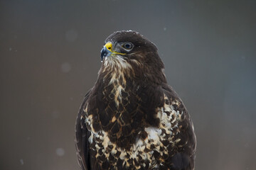 Closeup view of common buzzard (Buteo buteo) posing on blurred background.