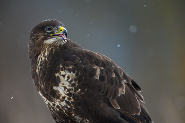 Closeup view of common buzzard (Buteo buteo) licking his tongue on blurred background.