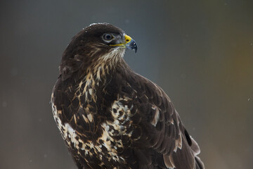 Closeup view of common buzzard (Buteo buteo) posing on blurred background.
