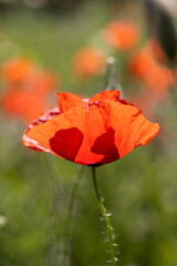 a large number of red poppies in the green grass