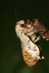 Spongy moth,  Lymantria dispar a serious pest that leads to forest defloration