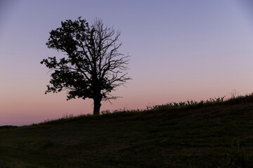 Obraz premium a half withered tree grows on a hill near sunset