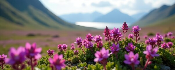Fototapeta premium Short Arctic summer showcases purple saxifrage blooming in the distance, Distance,, Blooming flowers