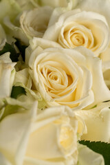 a group of small roses for gifts and other festive events