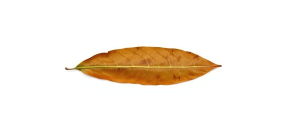 Fototapeta premium Single, wilted leaf isolated on pure white backdrop, single, organic