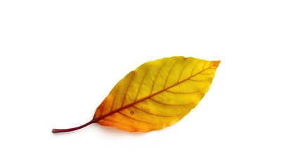 Single wilted leaf isolated on white background, leaves, white
