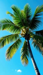 Tree with coconut palm leaves stretching towards the blue sky, coconut, tree, green