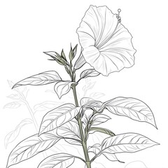 Fototapeta premium Blooming Moonflower Line Art