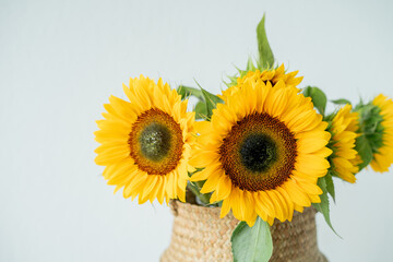 Obraz premium Bouquet of beautiful sunflowers in basket for home decor.