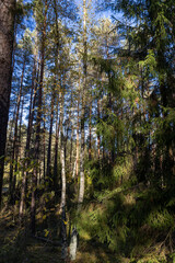Tall pines and other types of trees with orange foliage in autumn