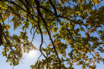 Fototapeta premium a beautiful oak with orange-green foliage during the autumn leaf fall in sunny weather
