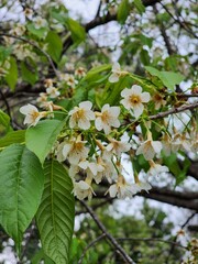 apple tree flowers