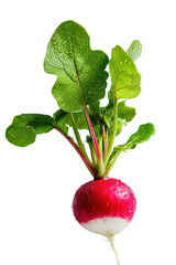 Isolated Red Radish