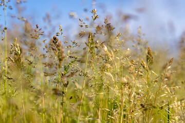 a ripening ear of grass in the summer, plant details