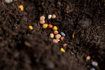 seeds of several varieties of radishes sown in fertile soil