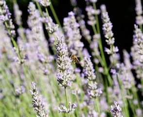 France, lavender, Provence, plant, flowers, violet, herb