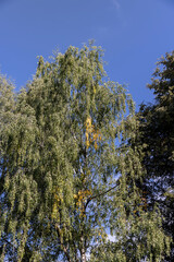 a park with lots of maple trees with green foliage in late summer