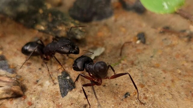 Big black ants fighting by biting each other's legs