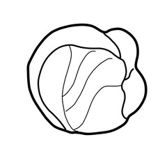 vegetable plant nature food healthy cabbage eating green leaf
