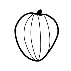 vegetable plant nature food healthy acorn squash eating fruit
