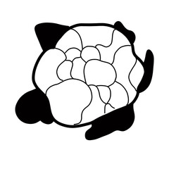 vegetable plant nature food healthy cauliflower eating yellow flower green leaf
