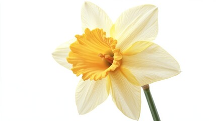 Fototapeta premium Generic Single Soft Scene Shimmer Daffodil Faint Healthy