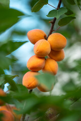 Small branch of many ripe apricots. Nice harvest of apricots, sweet yellow berries on the tree