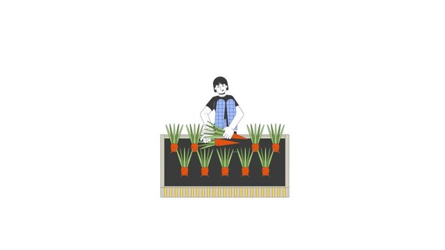 Asian woman harvesting carrots from raised garden bed 2D character animation. Sustainable farming. Korean female tending root vegetables animated person cartoon 4K video isolated on white transparent