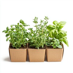 Naklejka premium DIY herb garden kit with eco-friendly packaging isolated on white background