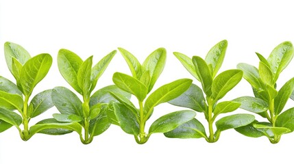 Obraz premium Lush green leaves border, nature backdrop, website design