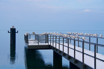 Fototapeta premium Seagulls on a small pier in winter