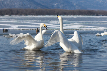 求愛のダンスをする2羽の白鳥