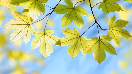 Obraz premium Yellow And Green Maple Leaves On Branch Against Blue Sky