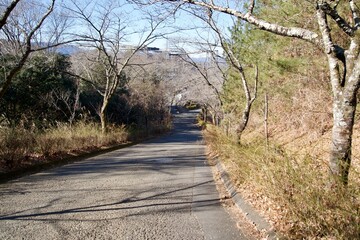 Leafless trees and slopes in winter