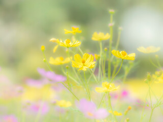 秋の公園や花壇を彩るコスモス（キバナコスモス）のある風景。背景。自然風景素材。眩しい日差しでボケた景色