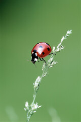 Fototapeta premium A Close-Up View of a Vibrant Ladybug on a Grass Blade, Showcasing Nature's Colorful Intricacies and the Beauty of Insects