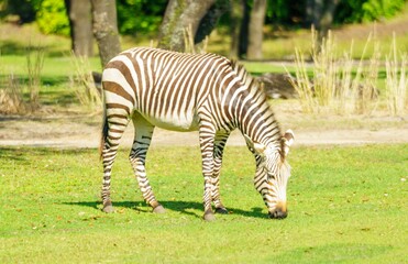 Zebra Grazing in a Natural Park