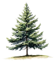 Fototapeta premium PNG White spruce tree illustration watercolor pine.