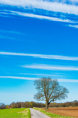 Beautiful spring landscape in Sweden with a solitary tree and clear blue sky