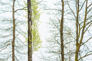 Obraz premium Fresh spring leaves emerging among bare trees in a serene Swedish forest